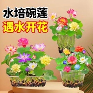 Open Lotus Seed Lotus Seed Water Lily Seed Four Seasons Hydroponic Plant Water Lily Lotus Non-Bowl L