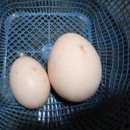 Telur ayam cemani asli