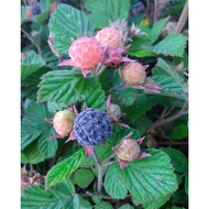 Anak Pokok Raspberry Rubus Parvifolius L. 'Sunshine Spreader'