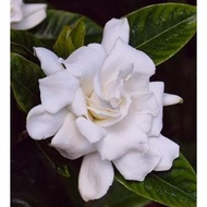 (NK ONLINE NURSERY) Anak Pokok Bunga Cina/Gardenia Augusta/MELUR JUMBO