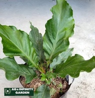 Anthurium Plant  "Wave of Love"  With FREE plastic pot garden soil  ( Real and Lowest price ) Limite