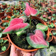 Formosa - Caladium Red Ruffles indoor real plant gardening