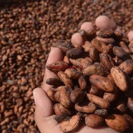 Biji Kakao Fermentasi Kering Coklat Buat Bibit, biji super unggul (1kg