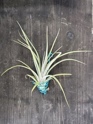 空氣草 空氣鳳梨 香檳女王x滷肉 Tillandsia chiapensis X caput-medusae） X novakii（台灣）