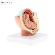 [Devoko] 9th Month Fetus/Foetus   Models Human Fetal Development Model Lab Supplies Educative