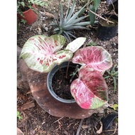 Rare Thai Hybrid Caladium Collection No.1