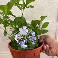 H2O - Plumbago 蓝雪花 Live Plant
