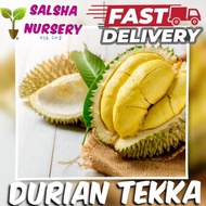🔥💥pokok DURIAN TEKKA d160 musang queen pokok durian  rendah