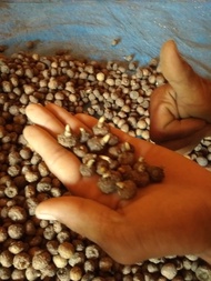 [COD] 1 KG ISI 70-200 BIJI BIBIT PORANG ASLI DARI UMBI MINI BIBIT PORANG ASLI BIBIT PORANG SUPER BIB