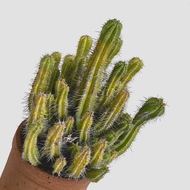 zac.culent - Euphorbia fruticosa (Cactus Succulent)