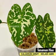 Tanaman hias caladium army - Keladi army - Caladium