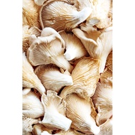 Oyster Mushroom 150g