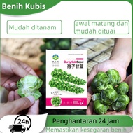 Benih Kubis Baby Brussel Sprouts Long Island15pcs/Baby Cabbage/cabbage/kubis mini/sprout/benih kubis