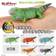 Ready Stock Genuine Capsule Toys Biological Illustrated Book America Iguana Eyelash Gecko Simulation