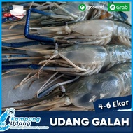 Udang Galah Segar Jumbo 1Kg isi 4-6 Ekor Udang Galah Besar Fresh