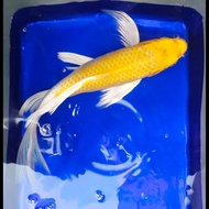 ikan koi slayer hariwake warna putih kuning ikan koi kumpay kolam