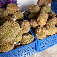 Nando Rizki- Buah Durian Montong / Duren Monthong Utuh Per Kilogram