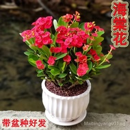 clearance sale Begonia Flower Easy to Grow Indoor Flowering Plant Potted Plant Four Seasons Blooming