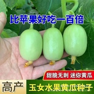 现货 玉女小黄瓜种子 水果黄瓜种子四季可种Jade Girl Gherkin Seeds Fruit Cucumber Seeds20260412