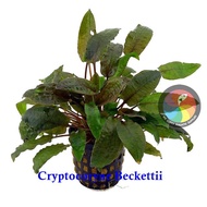 Aquatic Live Plants (Cryptocoryne Beckettii) 77 (POT)