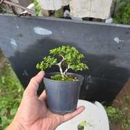 bonsai bebuas 壽娘子 sancang premna for beginner