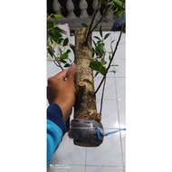 Cangkok bonggol Bonsai Beringin Kimeng Murah/tinggi kisaran 40cm/Besar kisaran lengan dewasa