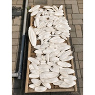 Jumbo cuttlefish bone