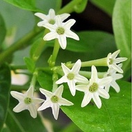 MKT - Cestrum nocturnum Sapling / Anak pokok bunga santalia / sedap malam / pokok bunga wangi / poko