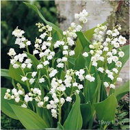 02Lily of Valley Flower Seeding Indoor Rare Bell Orchid seeds color bonsai plants