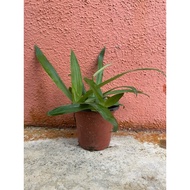 Anak Pokok Rumput Siti Khadijah // Rumput Beijing // Rumput Cina
