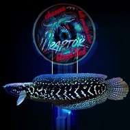 channa asiatica ws pure size 6/7 cm grade a