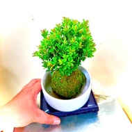 Kokedama male cypress plant pot - feng shui plant for the table