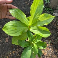 Pokok insulin / Insulin Plant