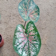 Pokok Keladi KAI RACHAWADEE THAI / Caladium Plant