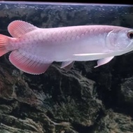 READY bergaransi ikan hias arwana silver red size 17-20cm berkualitas