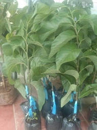 [Viện Nghiên Cứu Di Chuyền Nông Nghiệp] Cây giống na đài loan