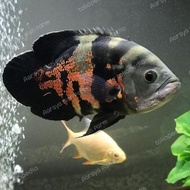 NEW Ikan Oscar Tiger Batik Sise 9-20cm Hias Predator - 13-15cm