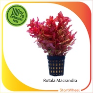 Rotala Macrandra EasyGrow  (Aquarium/Aquascape/Plant)