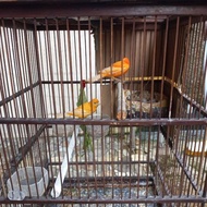 Burung Kenari Loper Sepasang Warna Orange ~Ori