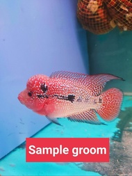 10pcs Flowerhorn kamfa malau fries 1-1.5inch 金花马骝 pellet trained