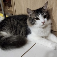 Lepas Adopsi Kucing Persia Cakep Super Murah