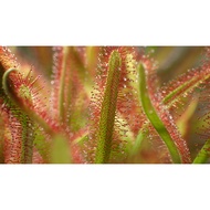 [Bunface Potato Carnivorous Plants] Drosera Capensis- Sundews