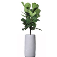 Ficus lyrata, Fiddle-leaf fig in tall ceramic pot