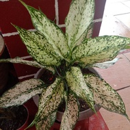 Aglaonema plants/keladi Hiasan indoor/outdoor.