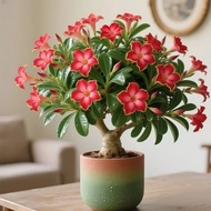 🍀Desert Rose Seeds | 50 Seeds | Imported Multi Color Blooms | Indoor Outdoor Balcony HDB Friendly Ea