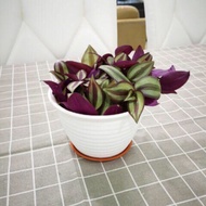 Episia real live plant