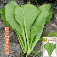 Chaoshan Short-Footed Big Leaf Cabbage Seeds Old Varieties Cabbage Seeds Cabbage Seeds Cabbage Seeds