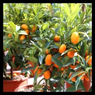 bibit buah jeruk nagami okulasi cepat berbuah