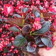 Four Seasons Begonia Flower Seeds Wholesale Family Balcony Potted Plant Sowing Begonia Flower Seeds 