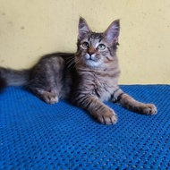 kucing mainecoon 